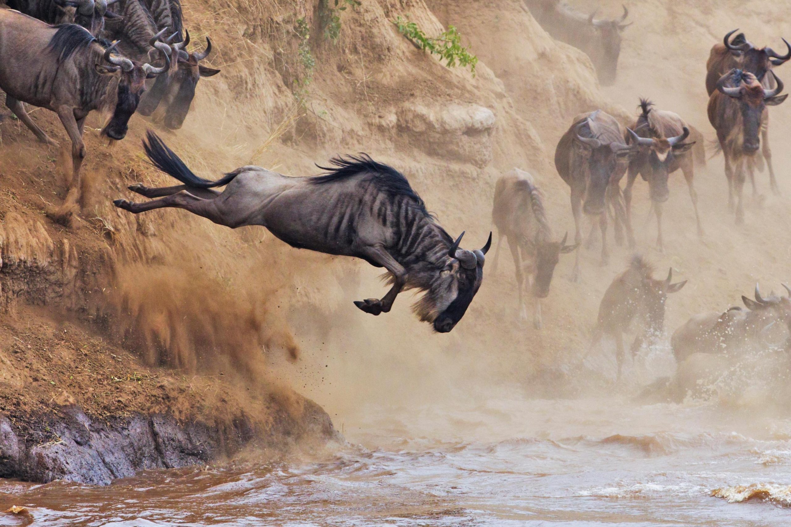 Serengeti Migration